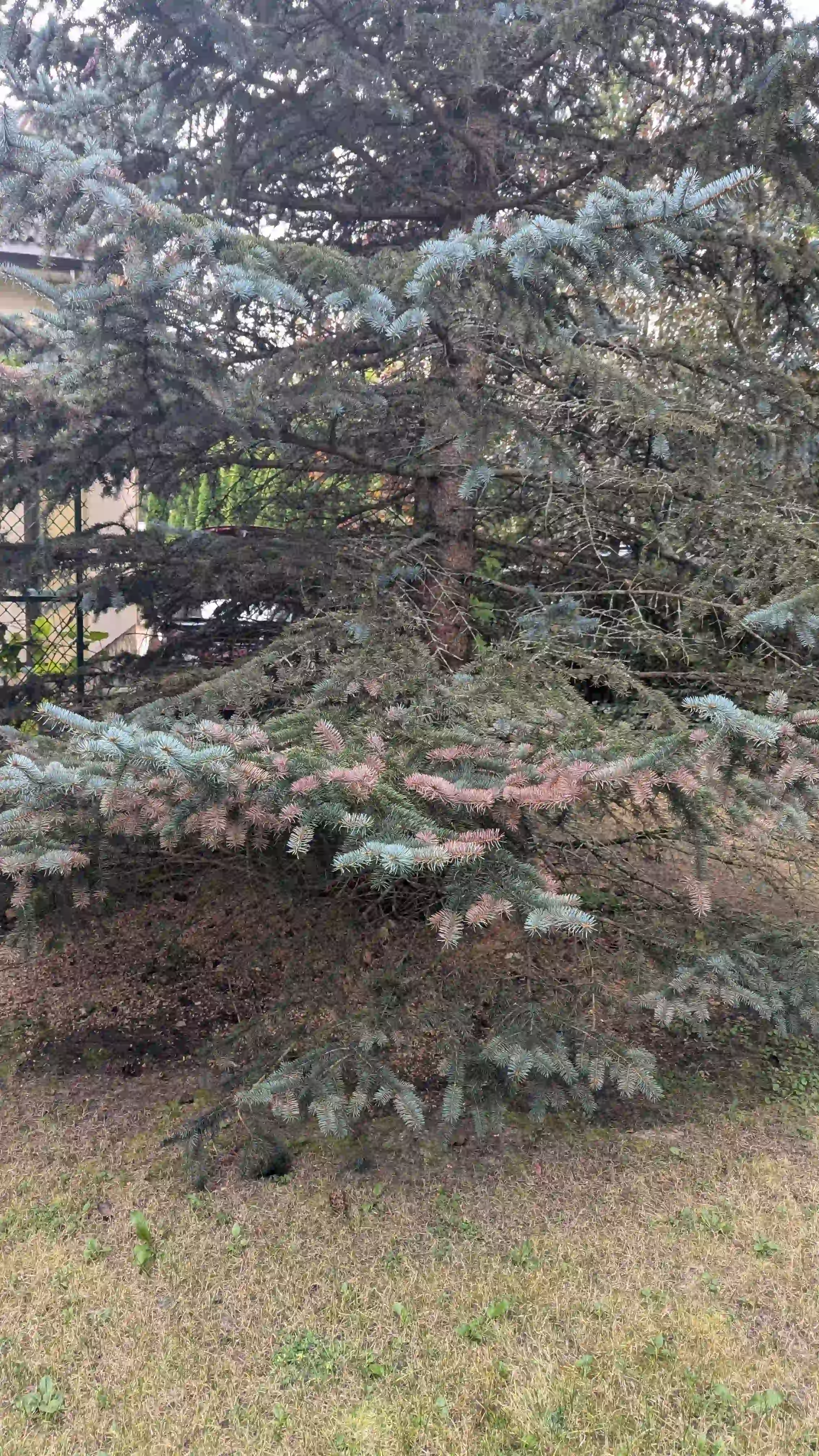 Хроническое шютте в г. Кимры